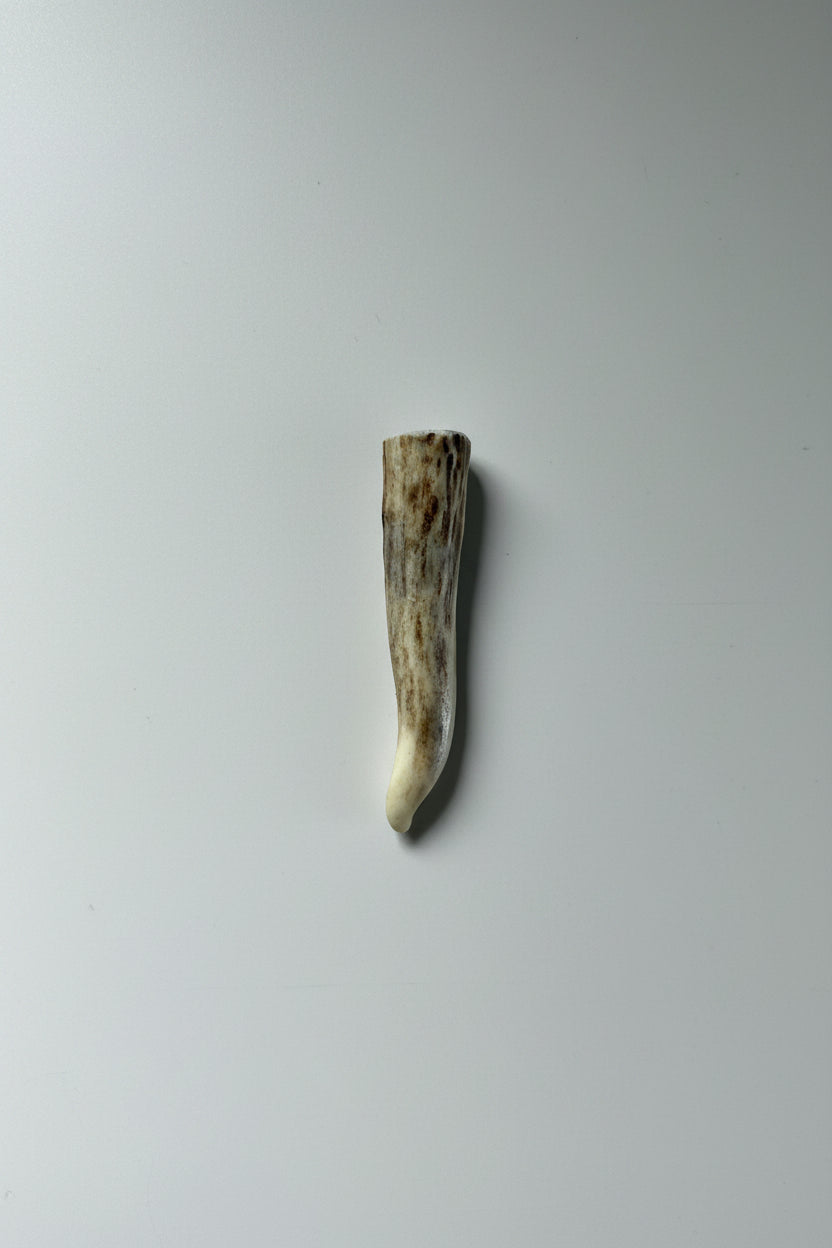 Antler tip on a gray background