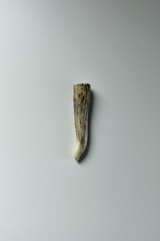 Antler tip on a gray background