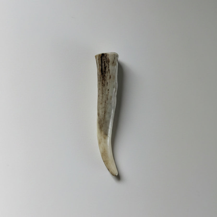 one antler tip on a gray background