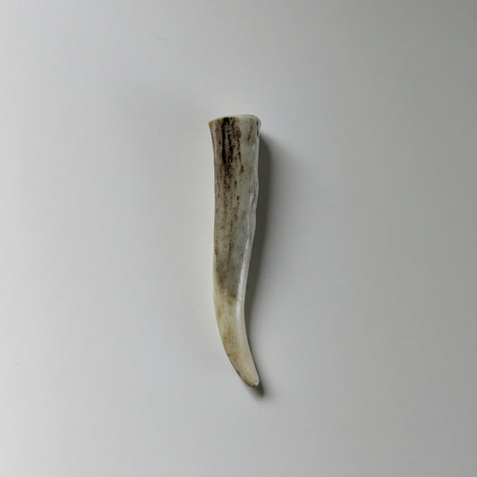 one antler tip on a gray background