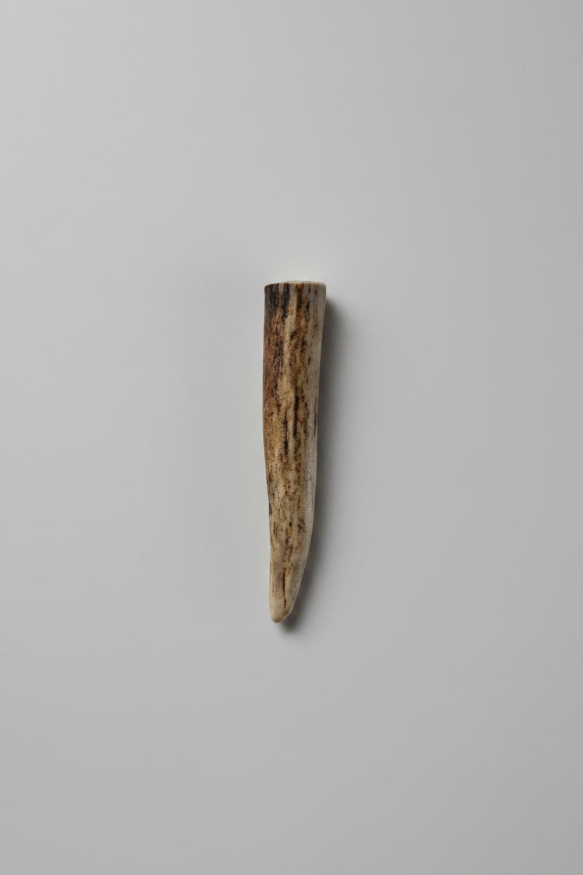 Antler tip on gray bakground