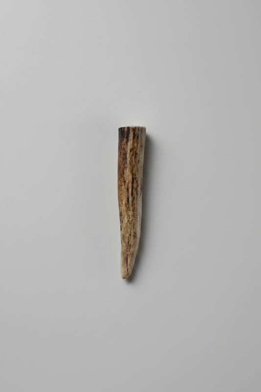 Antler tip on gray bakground