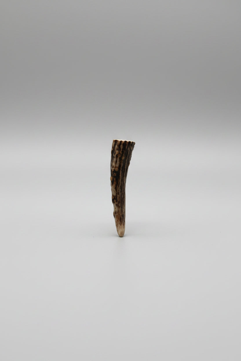 antler tip on a gray background
