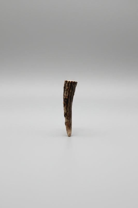 antler tip on a gray background