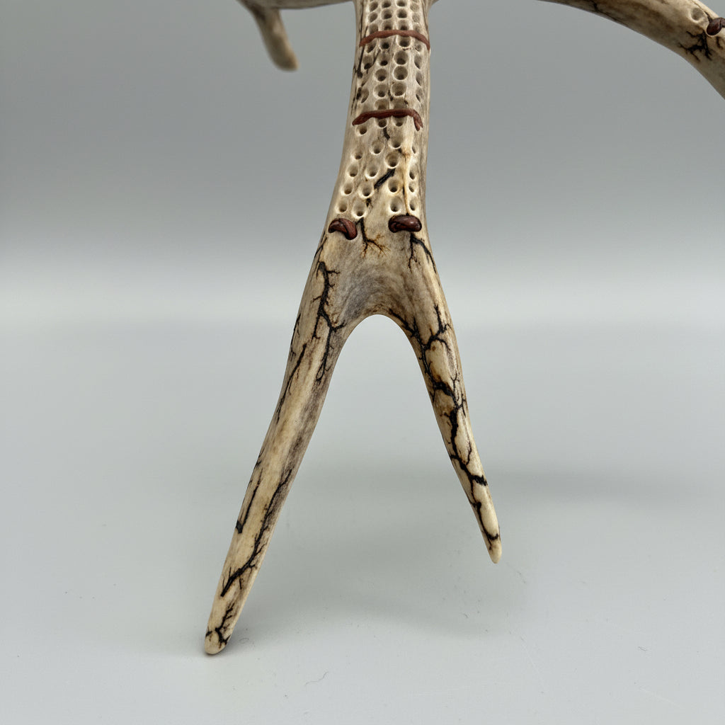 Close-up of a deer antler on a gray surface