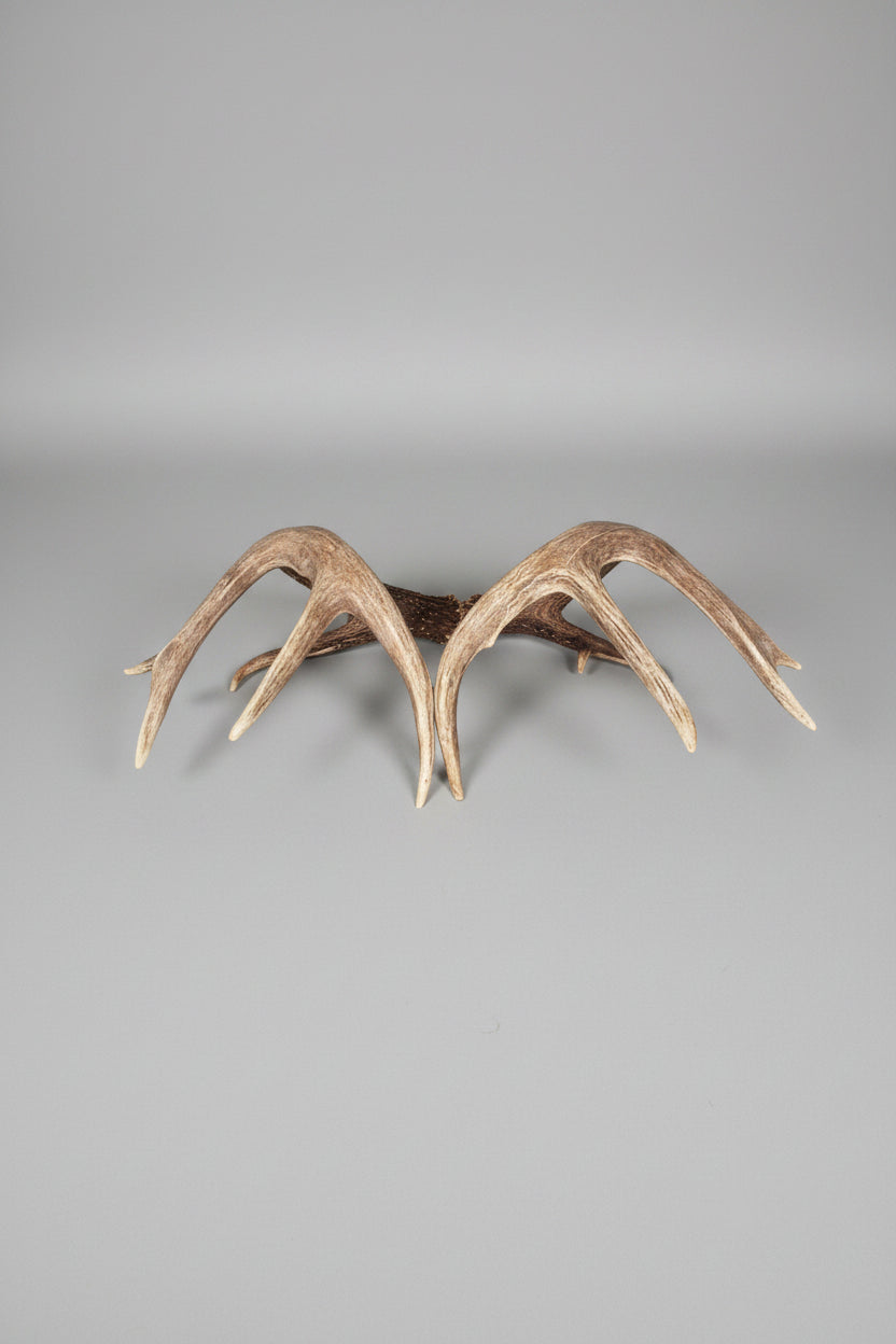 back view of this whitetail deer Antler set on a gray background