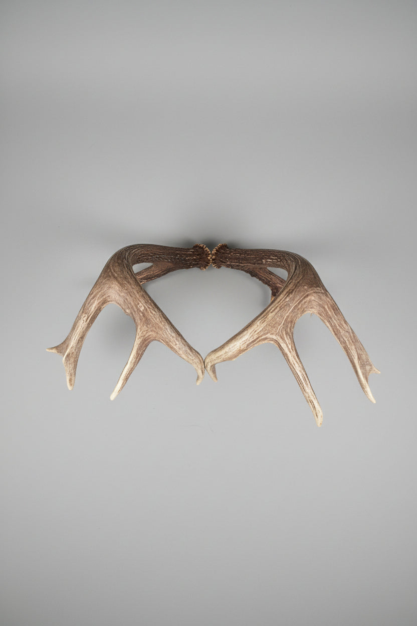 top view of this whitetail deer Antler set on a gray background