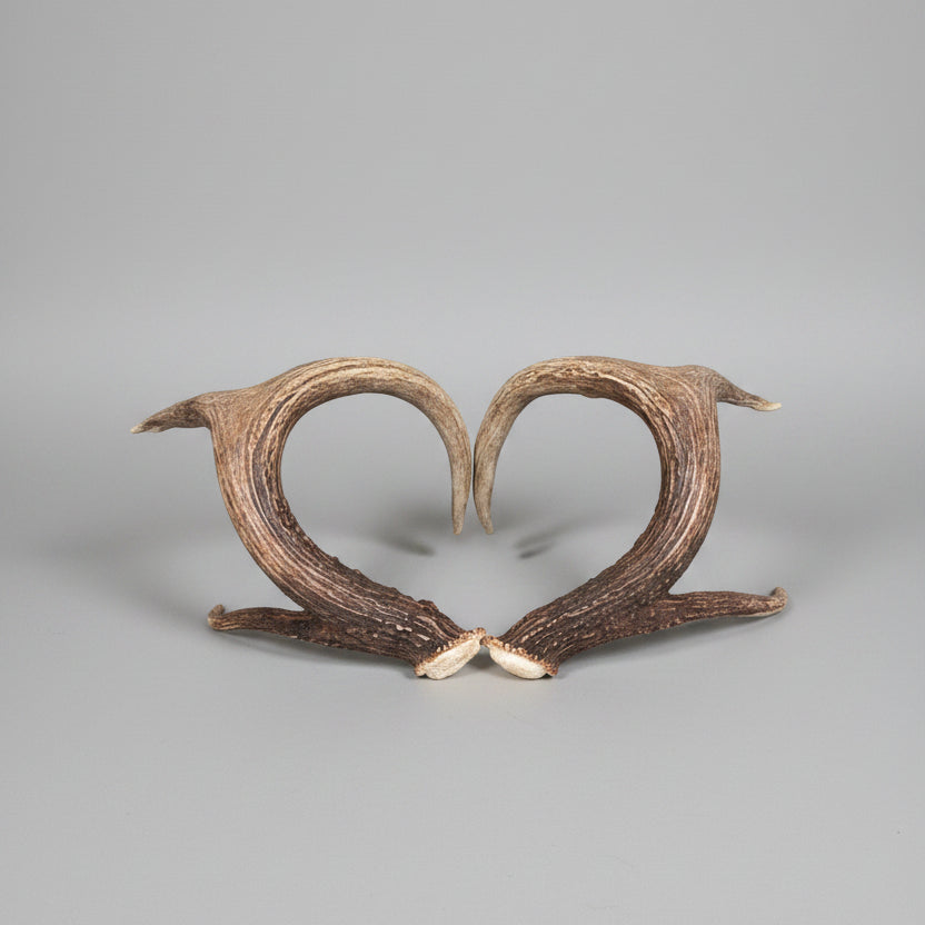 front view of this whitetail deer Antler set on a gray background