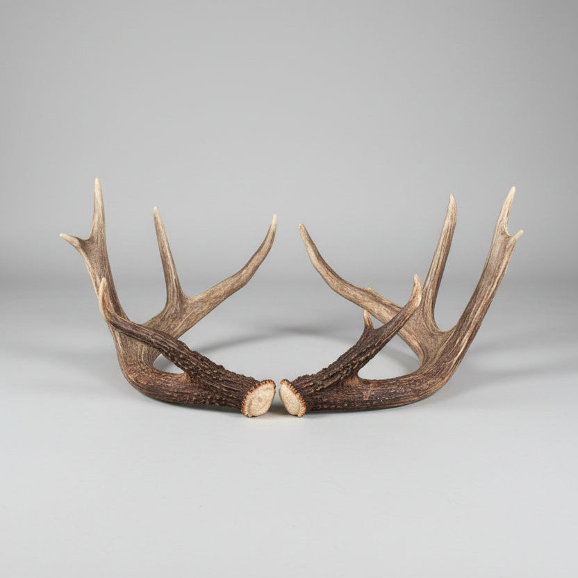 whitetail deer Antler set on a gray background