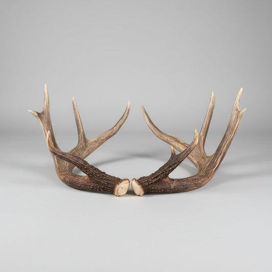 whitetail deer Antler set on a gray background