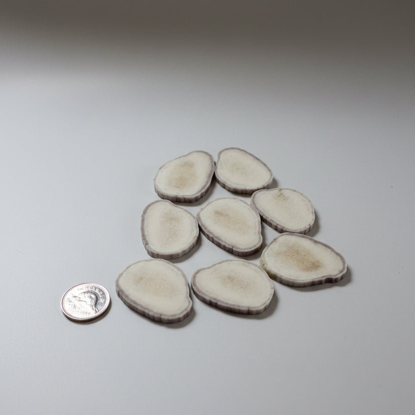 Moose antler slices on a gray background