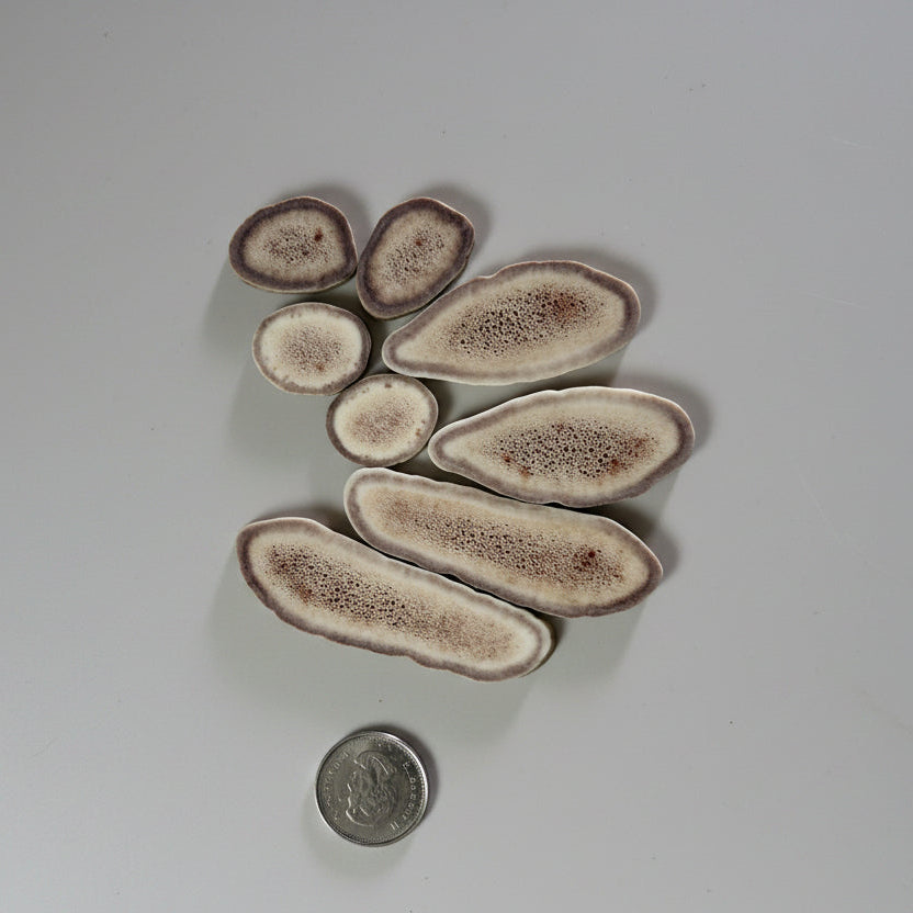 Caribou antler slices on a gray background