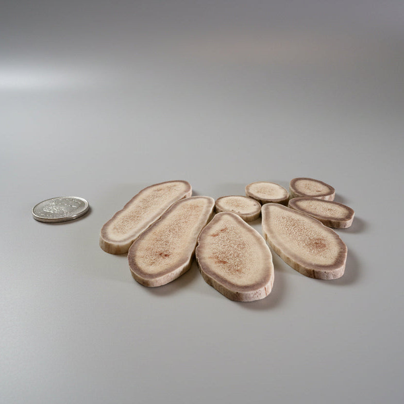 Side view of caribou antler slices on a gray backgrund