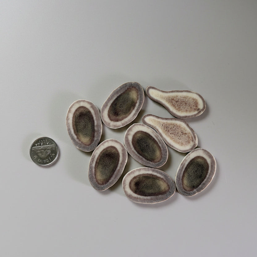 Caribou antler slice on a gray background