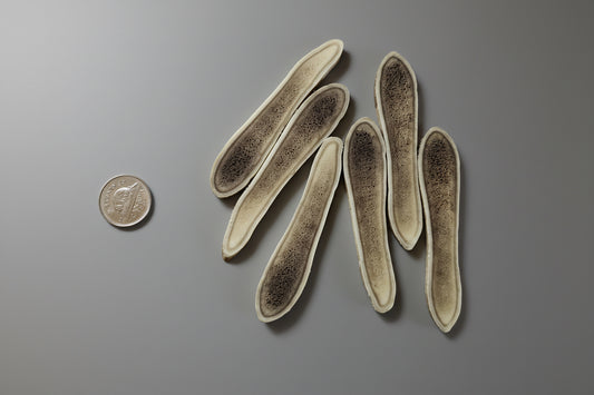 Craft Antler Slices Package Whole Large - Natural Shed Caribou Antler