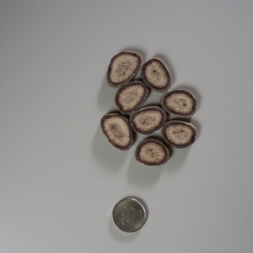 Caribou antler slices on a gray backgrund