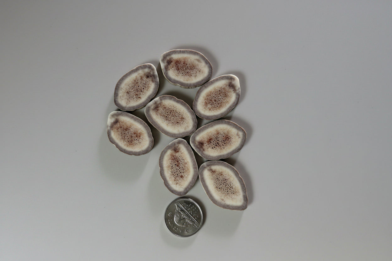 caribou antler slices on a gray backgroud