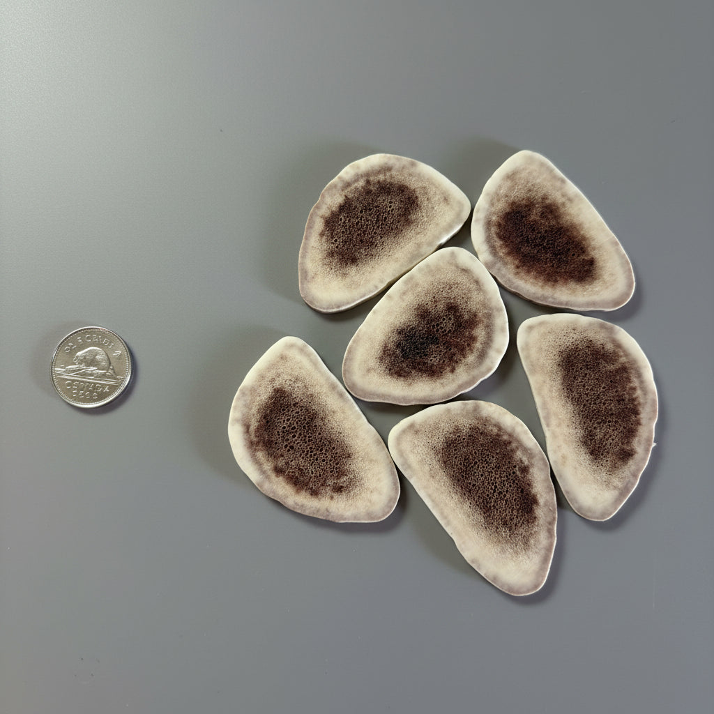 Caribou antler slices on a gray background