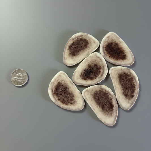 Caribou antler slices on a gray background