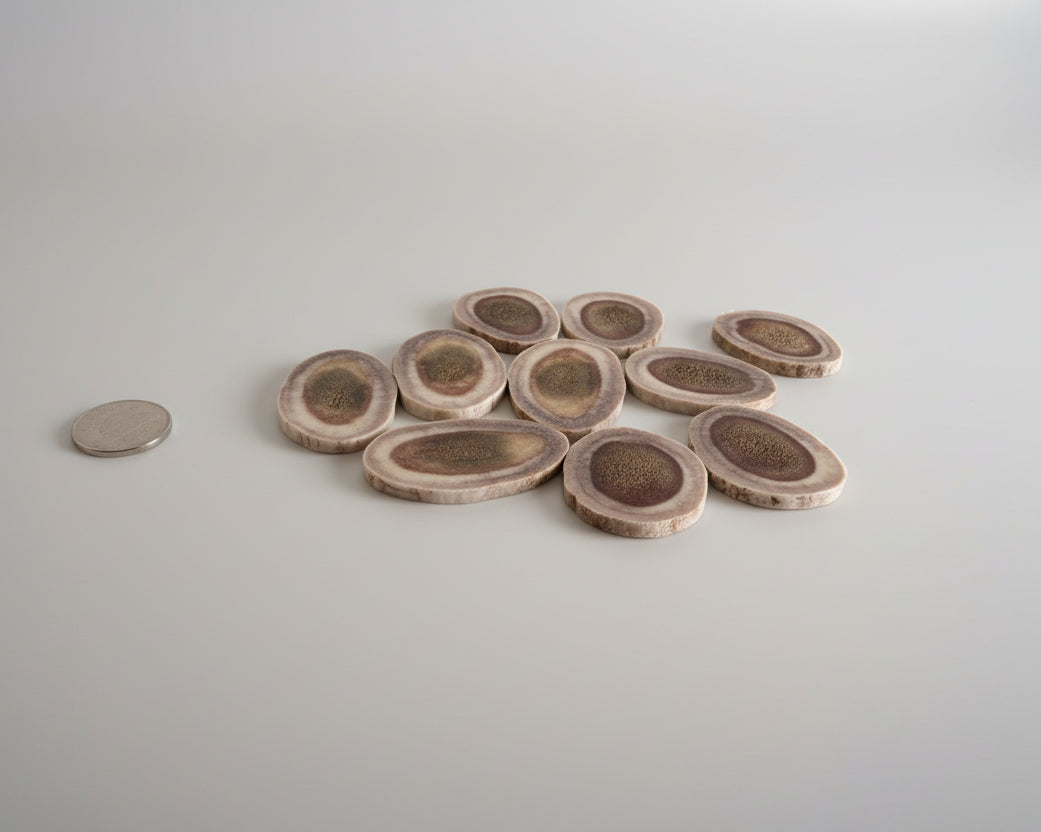 Side view of caribou antler slices on a gray background