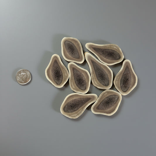 Caribou antler slices on a gray background