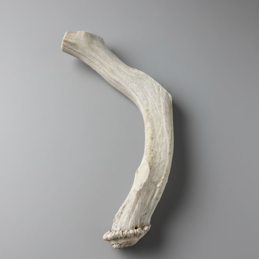 Deer antler dog chew on a gray background