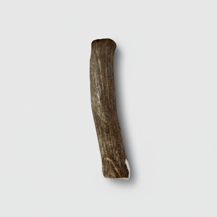 Other side of the deer antler dog chew on a gray background