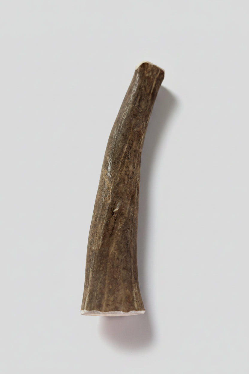 Deer antler dog chew on a gray background
