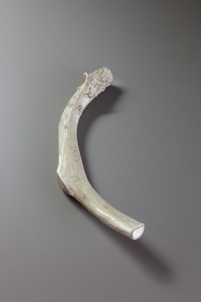 Deer antler dog chew on a gray background