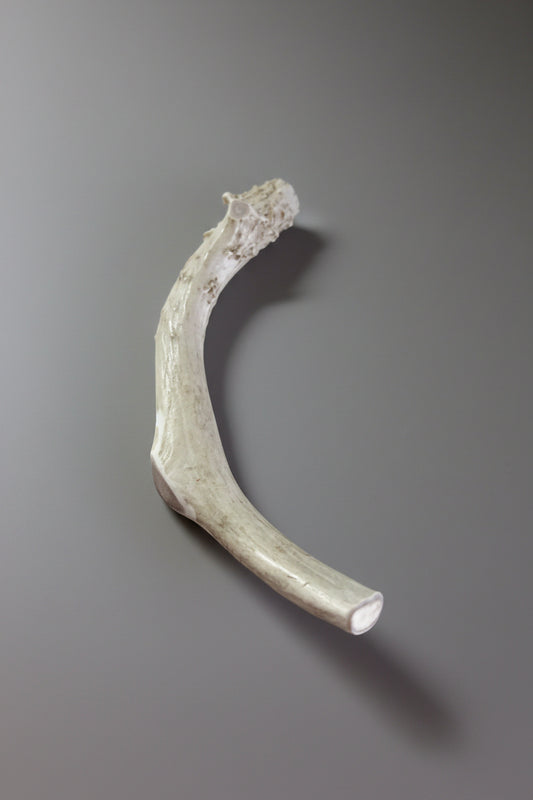 Deer antler dog chew on a gray background