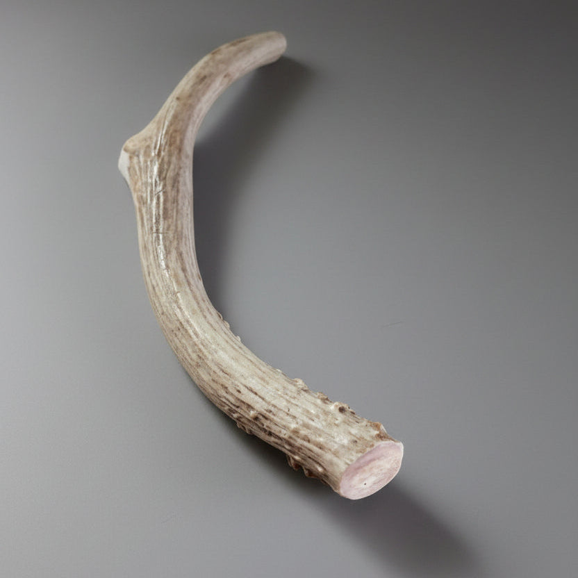 0ther side of the deer antler dog chew on a gray background