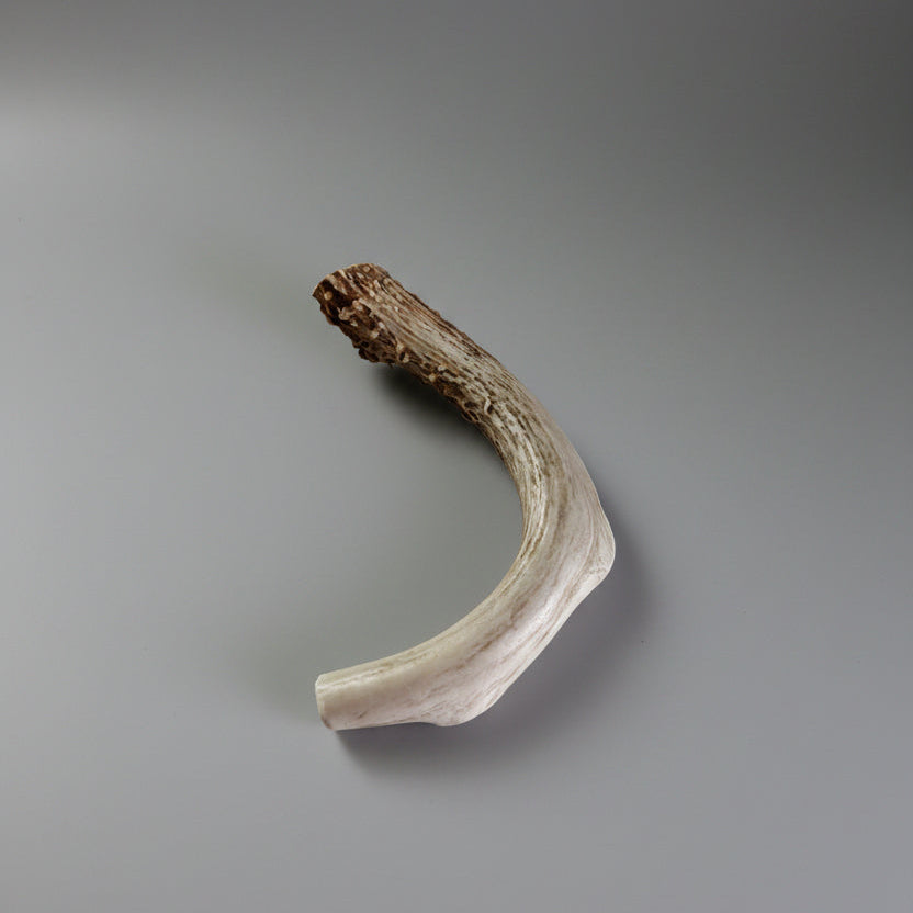 Deer antler dog chew on a gray background