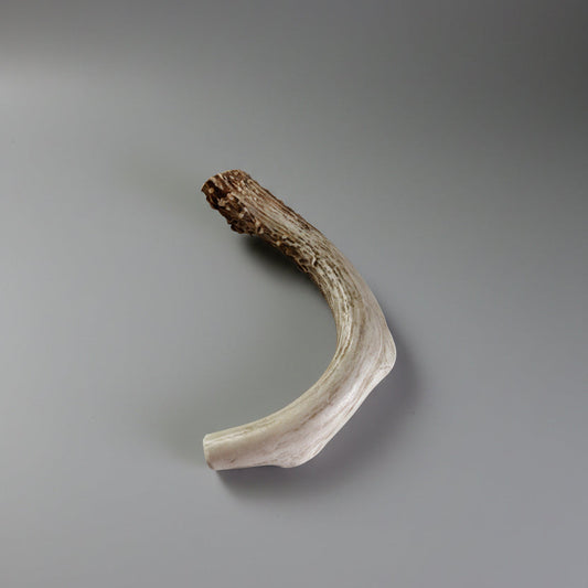 Deer antler dog chew on a gray background