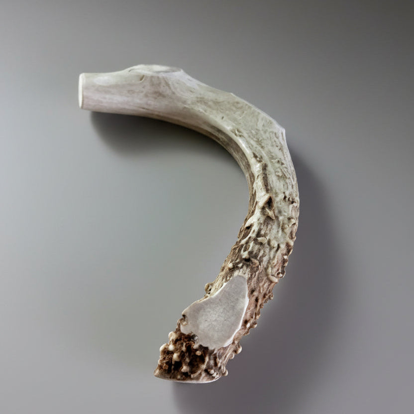 Other side of the deer antler dog chew on a gray background