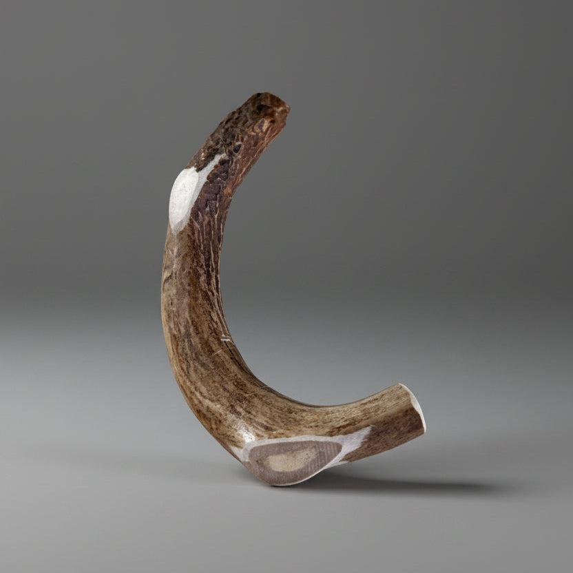 Deer antler dog chew on a gray background