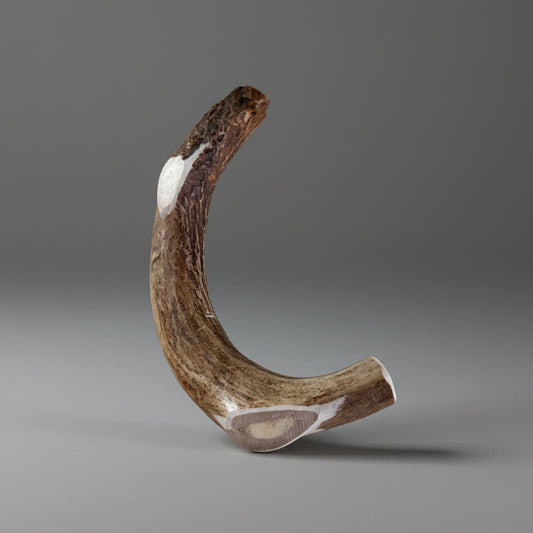 Deer antler dog chew on a gray background