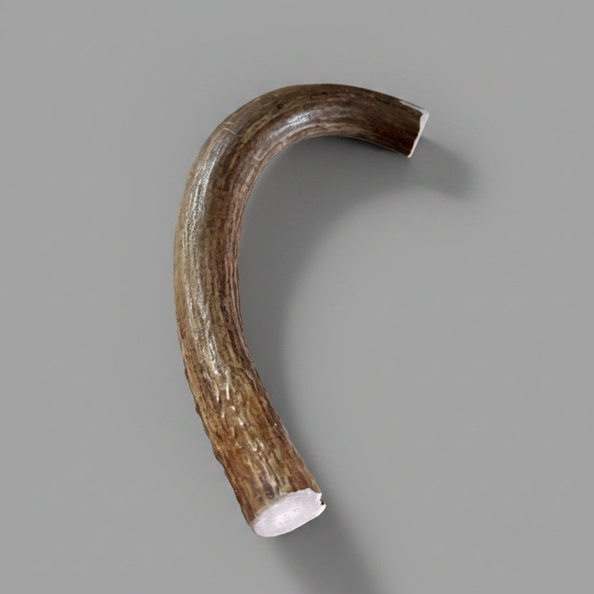 Other side of the deer antler dog chew on a gray background