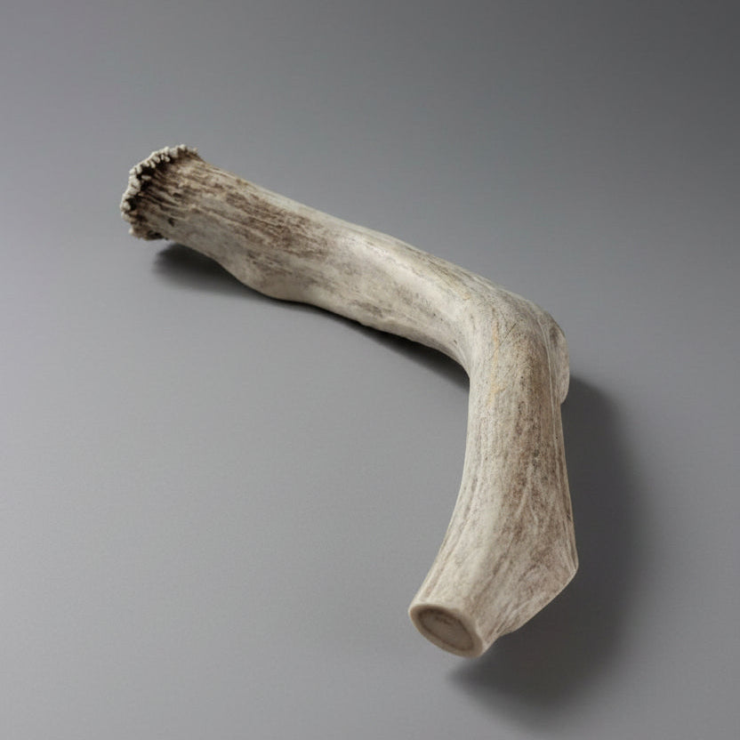 Other side of deer antler dog chew on a gray background