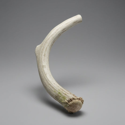 Deer antler dog hew on a gray background
