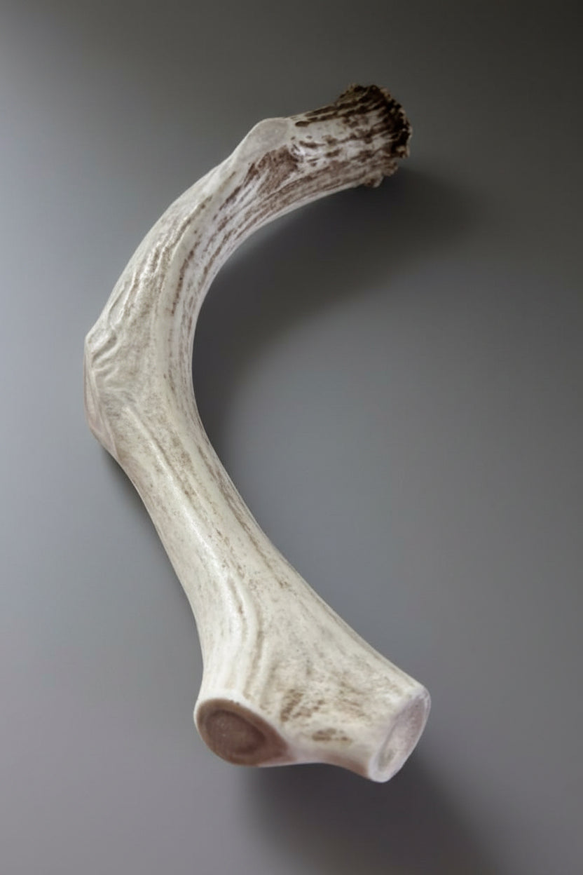 Other side of a deer antler dog chew on a ray background