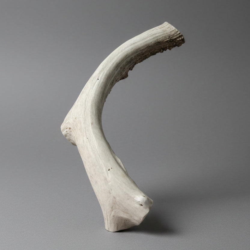 Deer antler dog chew on a gray background
