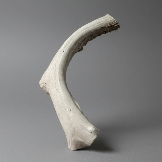 Deer antler dog chew on a gray background