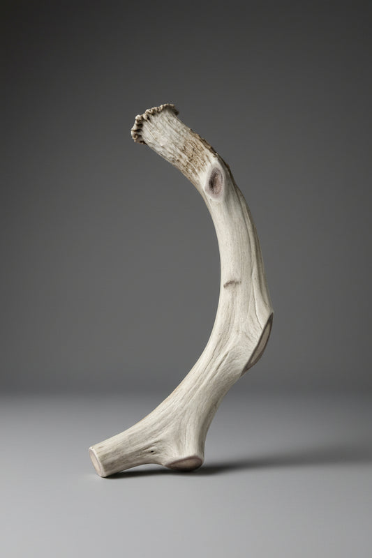 Deer antler dog chew on a gray background
