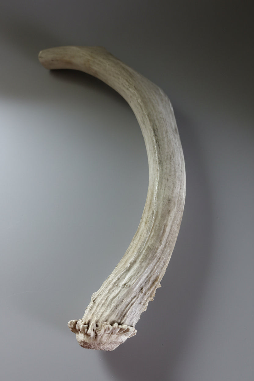 other side of the deer antler dog chew on a gray background