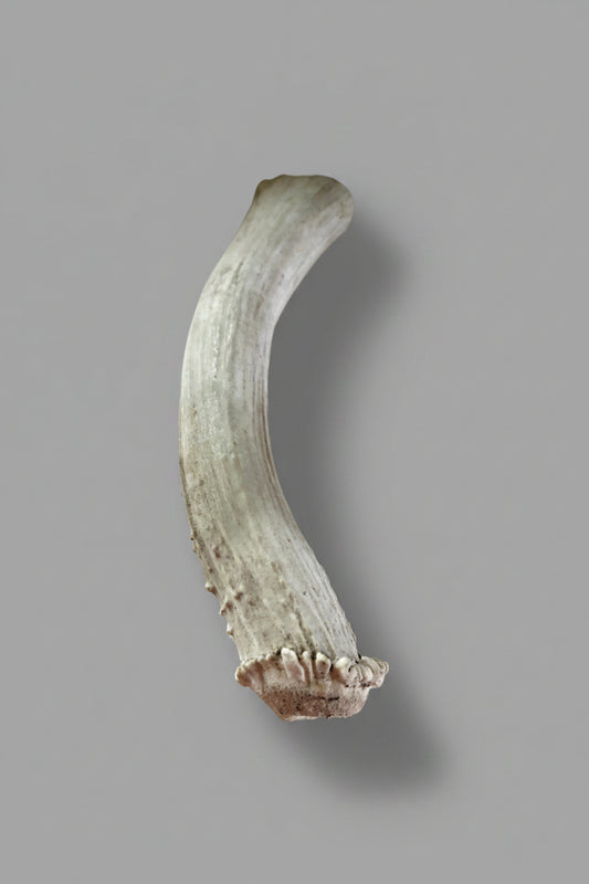Deer antler dg chew on a gray background
