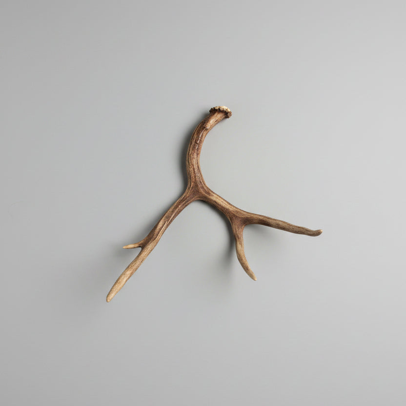bottom view of this single deer antler on a gray background