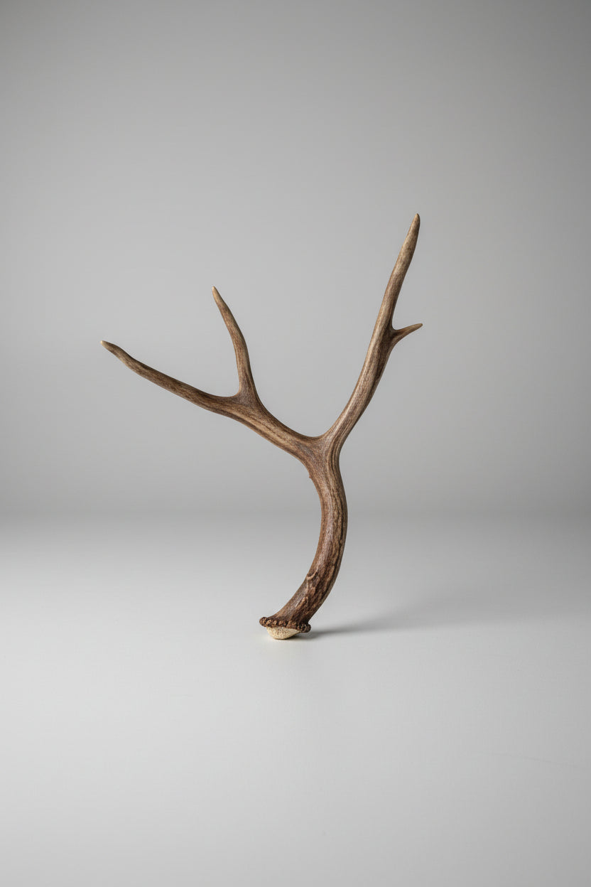 Front view of this single deer antler on a gray background