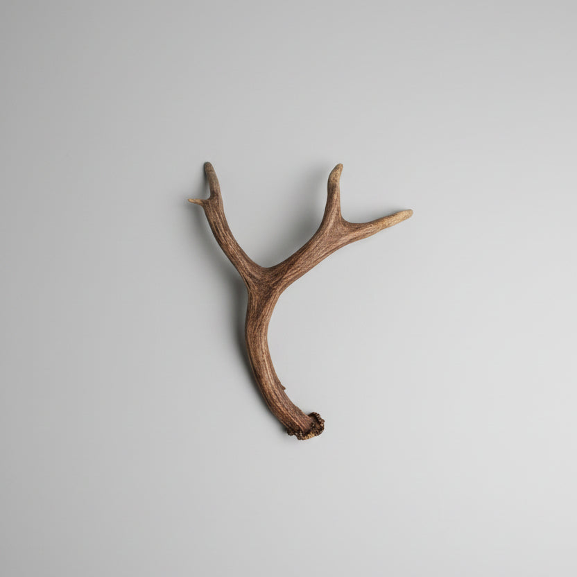 side view of this single deer antler on a gray background