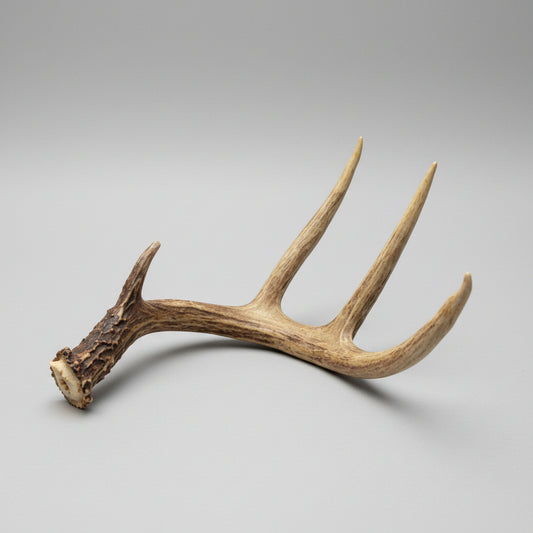 Whitetail Deer Antler Single Shed - Natural Deer Antler