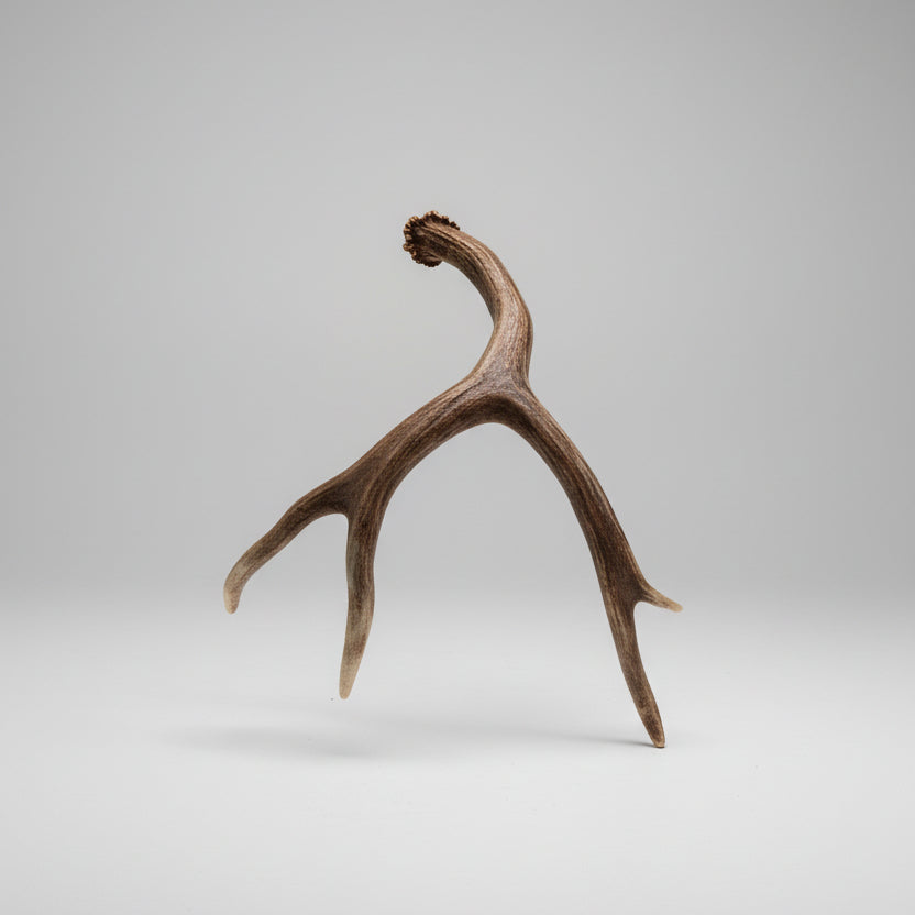single mule deer antler on a gray background